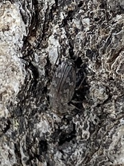 Chrysobothris femorata