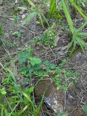 Medicago lupulina