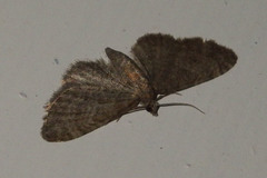 Eupithecia haworthiata