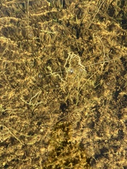 Utricularia minor