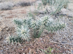 Cylindropuntia echinocarpa