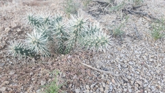 Cylindropuntia echinocarpa
