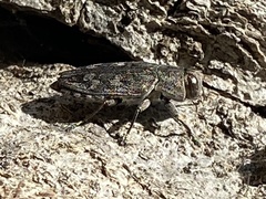 Chrysobothris femorata