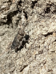 Chrysobothris femorata