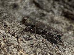 Chrysobothris femorata