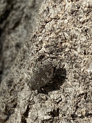 Chrysobothris femorata