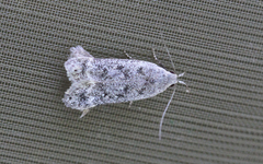 Anacampsis populella