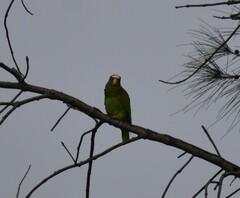 Amazona albifrons