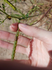 Eudiagogus rosenschoeldi