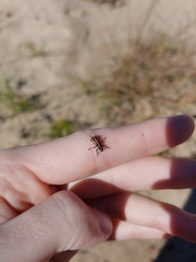 Eudiagogus rosenschoeldi