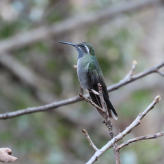 Lampornis clemenciae
