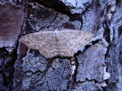 Cyclophora