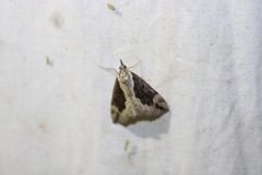 Hypena baltimoralis