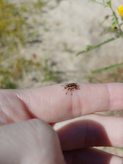 Eudiagogus rosenschoeldi