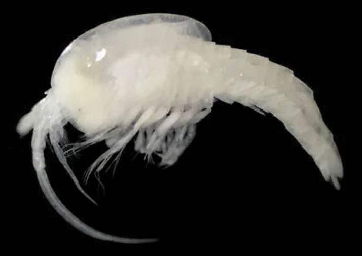 Tulumella unidens