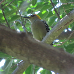 Melanerpes chrysogenys