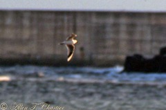 Saundersilarus saundersi