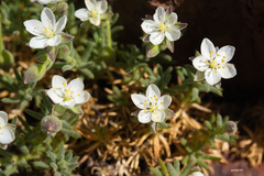 Spergularia rupestris