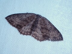Cyclophora