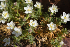 Spergularia rupestris