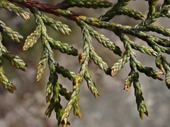 Libocedrus bidwillii