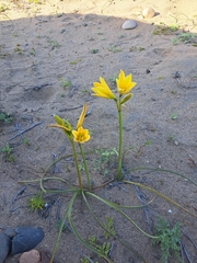 Zephyranthes bagnoldii