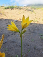 Zephyranthes bagnoldii
