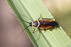 Pseudomops neglectus
