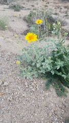 Encelia actoni