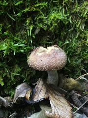 Armillaria gallica