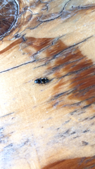 Glischrochilus quadrisignatus