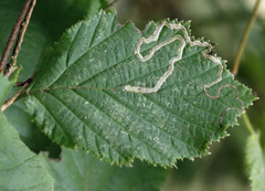 Stigmella aurella