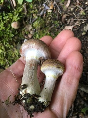 Armillaria gallica