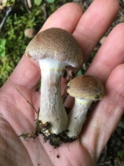 Armillaria gallica