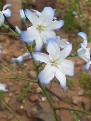 Zephyra