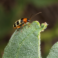 Paranapiacaba tricincta