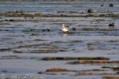 Saundersilarus saundersi