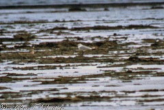 Saundersilarus saundersi