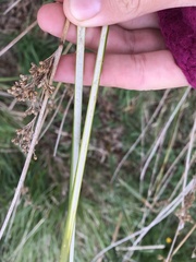 Juncus edgariae