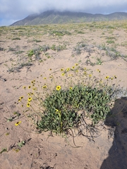 Encelia canescens