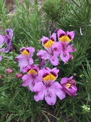 Alstroemeria philippii
