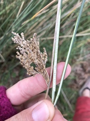 Juncus edgariae