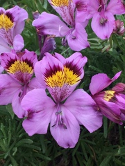 Alstroemeria philippii