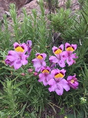 Alstroemeria philippii