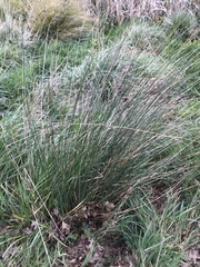 Juncus edgariae