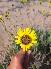 Encelia canescens