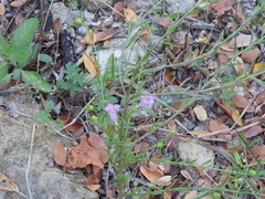 Agalinis heterophylla