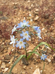 Zephyra