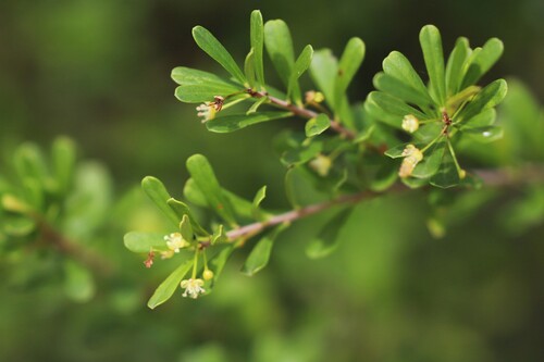 Neoroepera banksii observed 2022-07-13