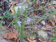 Agalinis heterophylla